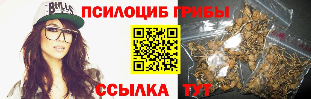 Элиста  Псилоцибиновые грибы Cubensis  Вход с VPN 